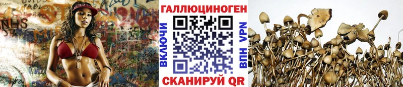 Купить закладки  Белоозёрский  Псилоцибиновые грибы Psilocybe 